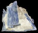 Vibrant Blue Kyanite Crystal In Quartz - Brazil #56926-2